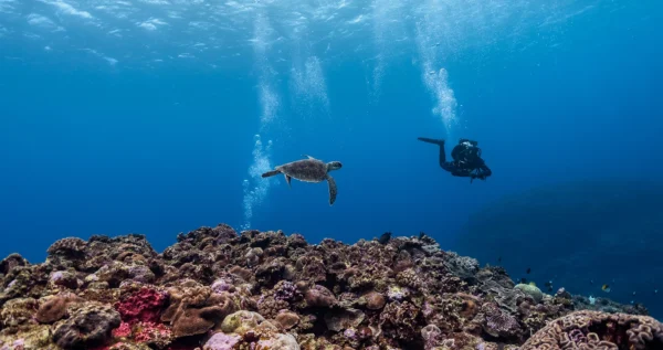 Dive Diaries