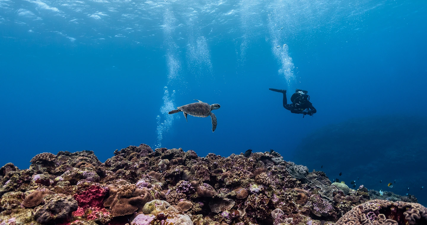 Dive Diaries