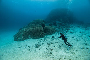 Dive Diaries