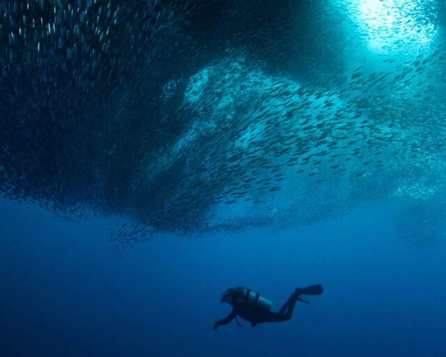 Dive Diaries