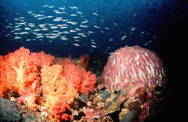 Dive Diaries