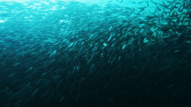 Dive Diaries