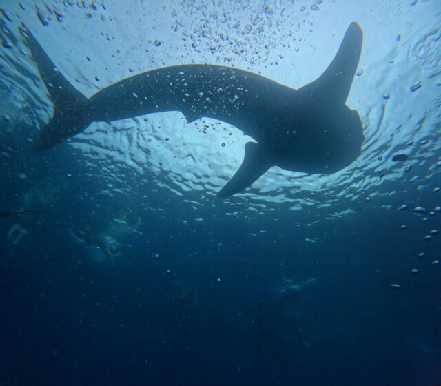 Dive Diaries
