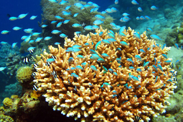 Dive Diaries