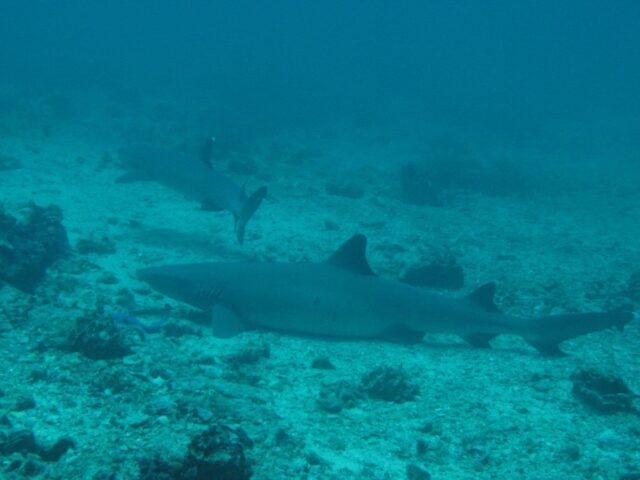 Dive Diaries