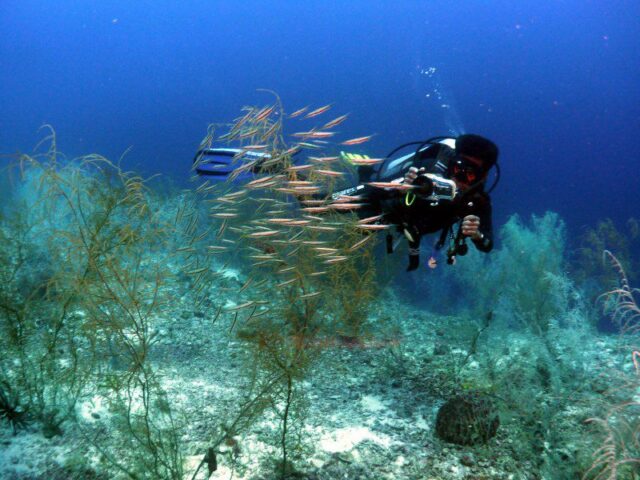 Dive Diaries