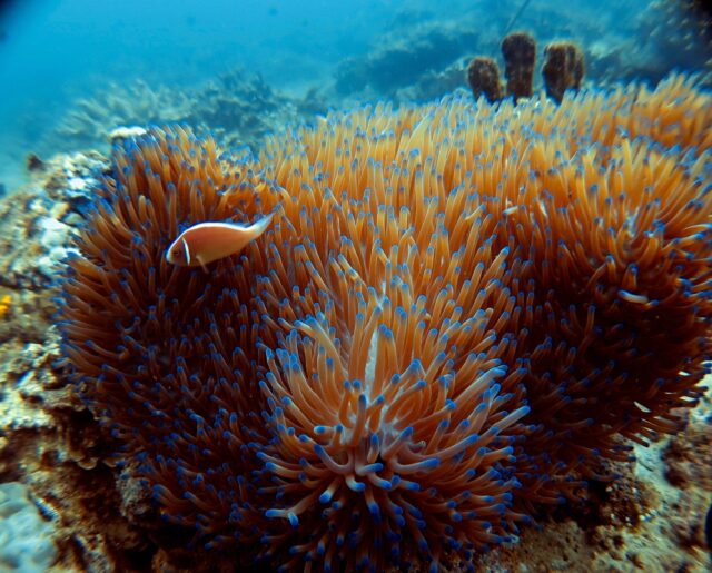 Dive Diaries