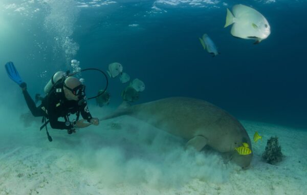 Dive Diaries