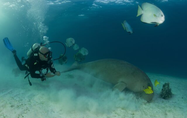 Dive Diaries