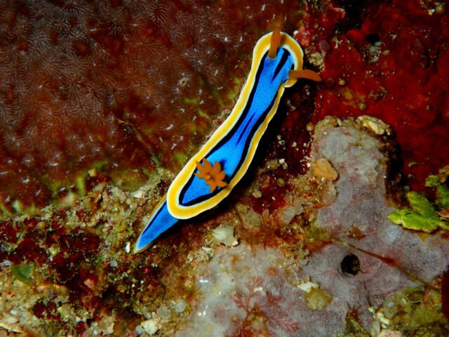 Dive Diaries