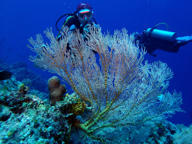 Dive Diaries