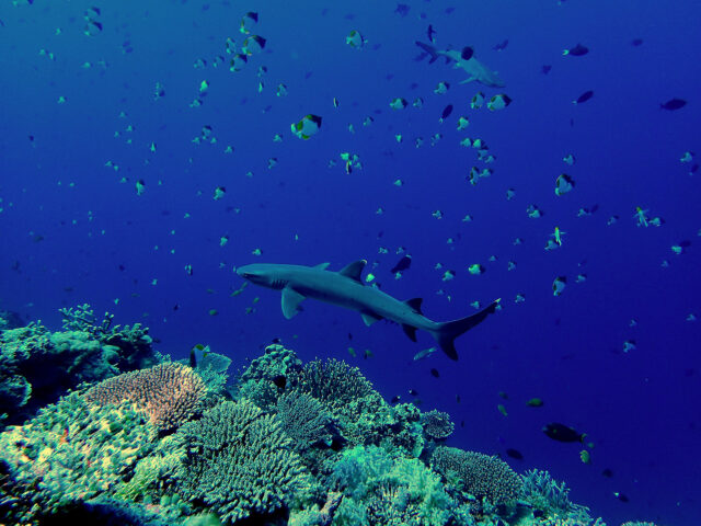 Dive Diaries